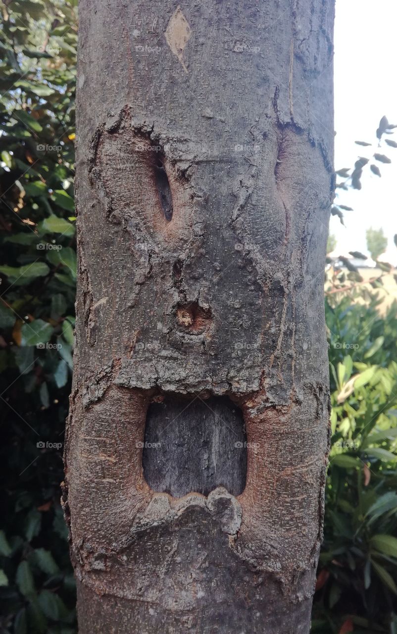 arbre , tree , groot