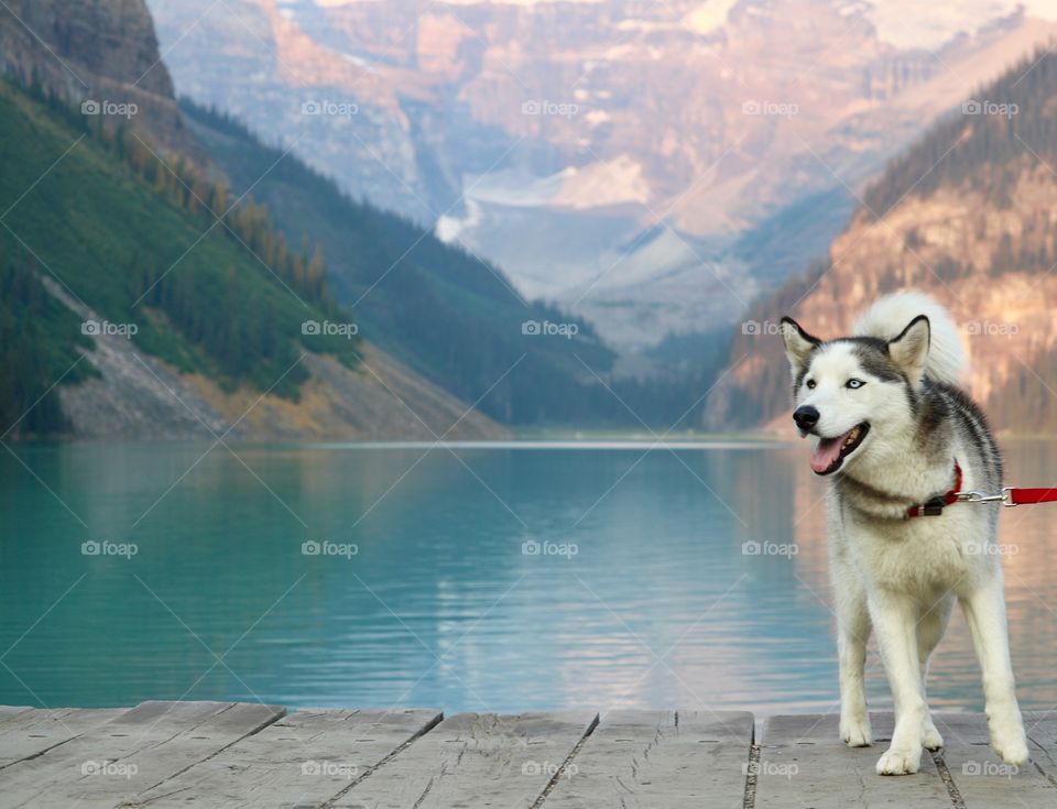 Siberian husky on red leash at Lake Louise in beautiful Banff National Park, Rocky Mountains, Canada 