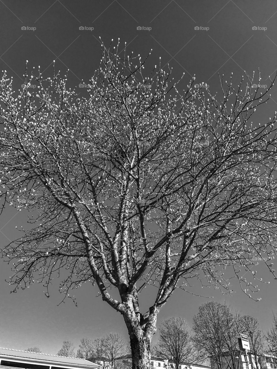 A tree in black and white.