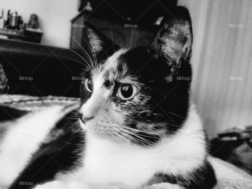 Greta Kitty in Black and White