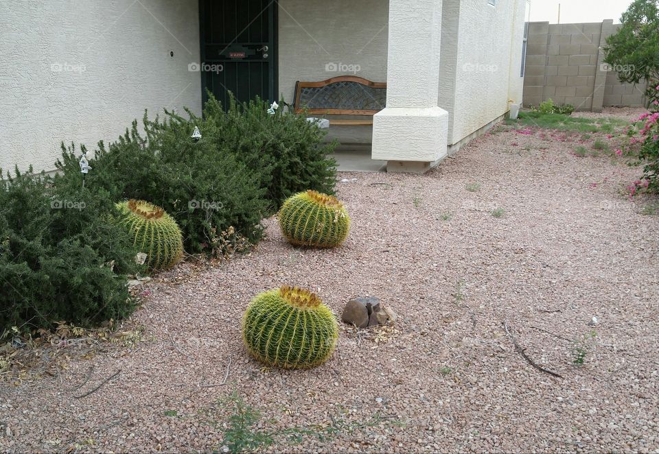 Leaning Cacti..... Just hanging in the 108 heat in az