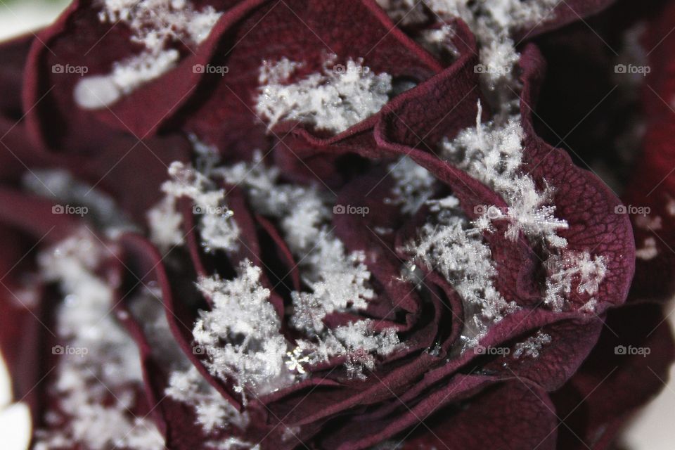 rose covered with snowflakes
