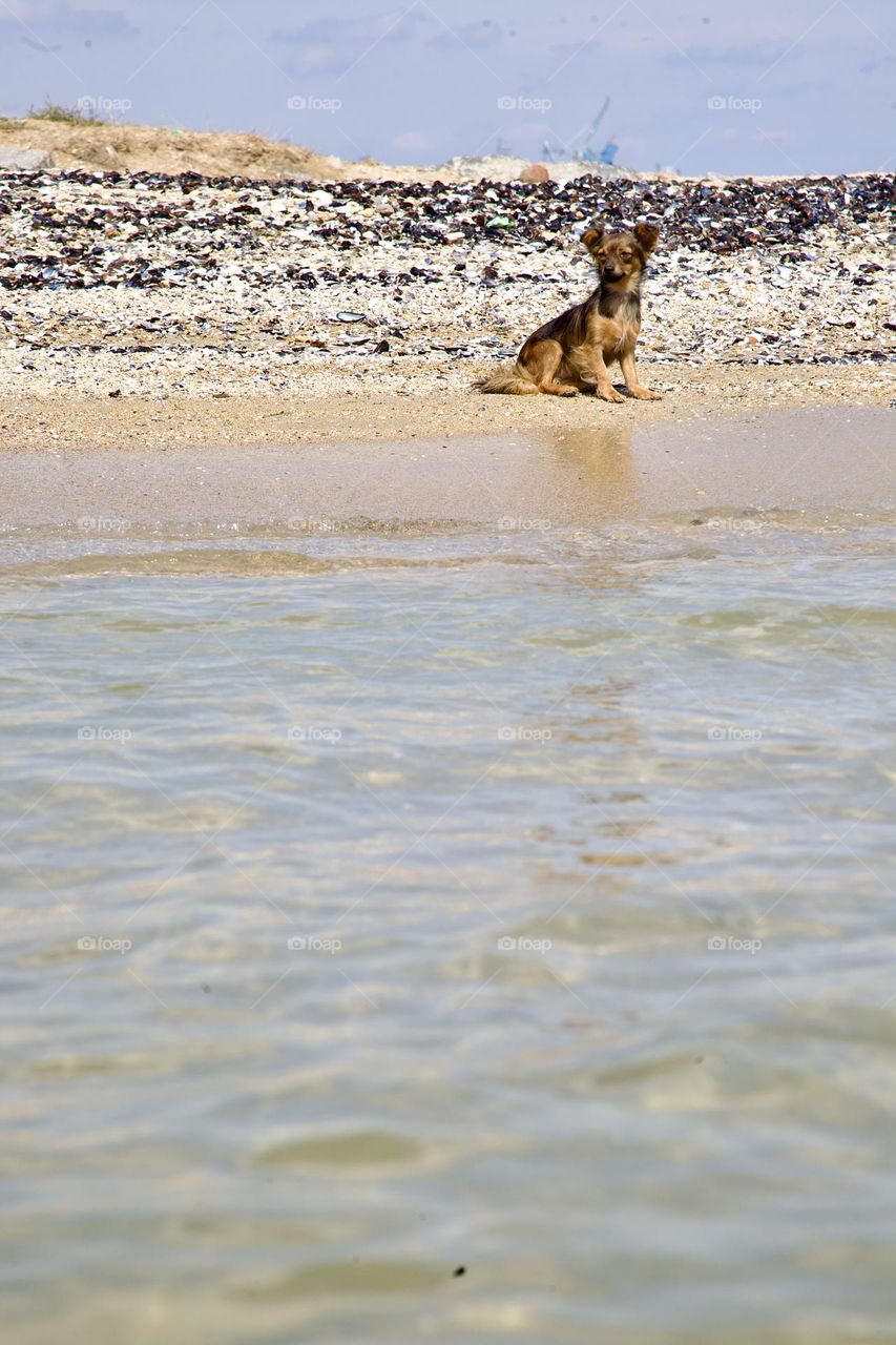 На фотографии изображена маленькая собачка сидящая на берегу моря. В ее глазах видно любопытство и спокойствие, словно она наслаждается моментом просто находясь в присутствии природы 