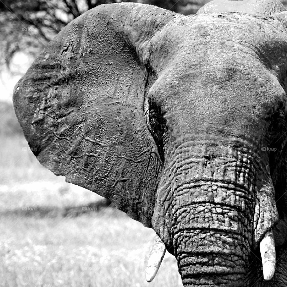 Elephant. Elephant closeup