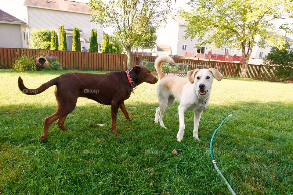 Dogs playing in backyard 
