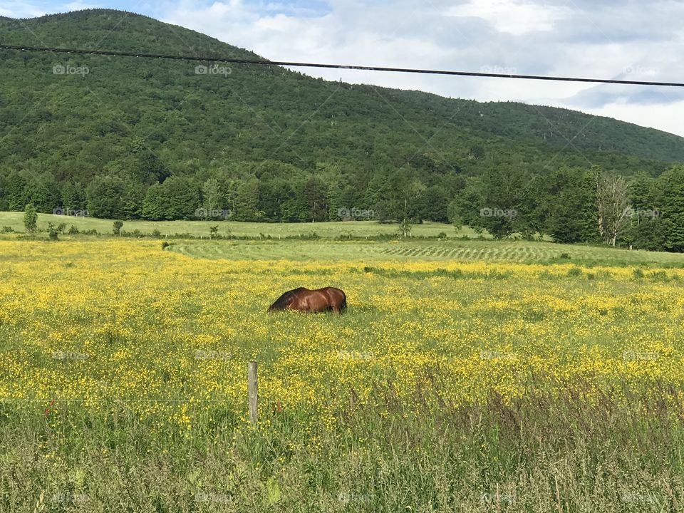 Pasture horse