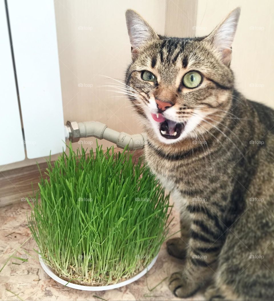 Disgust cat with grass