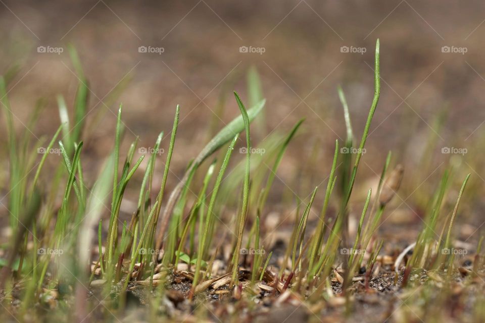 Fresh grass seedlings