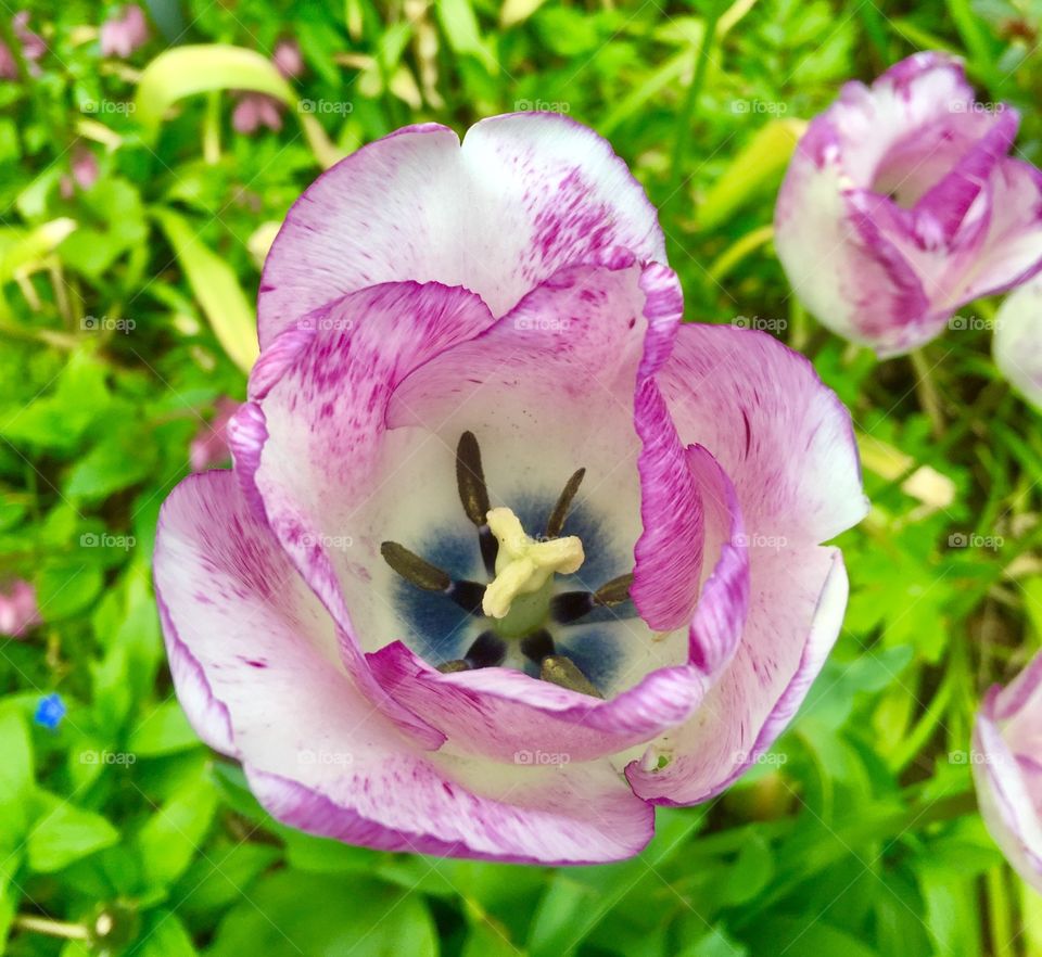 Tulip close up