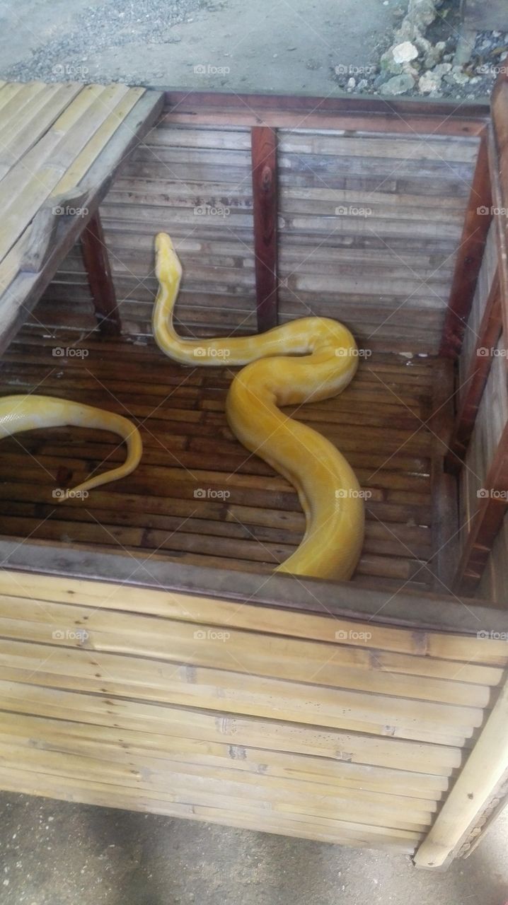 Python  Sanctuary
