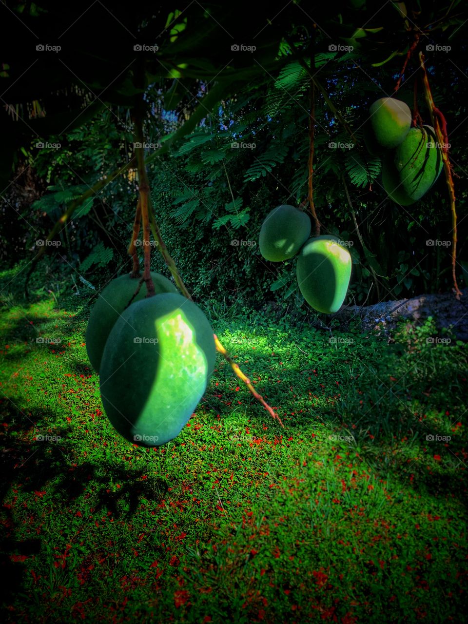 Mango tree
