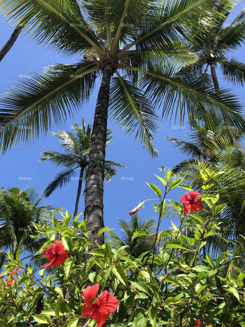 Flowers and coconut 