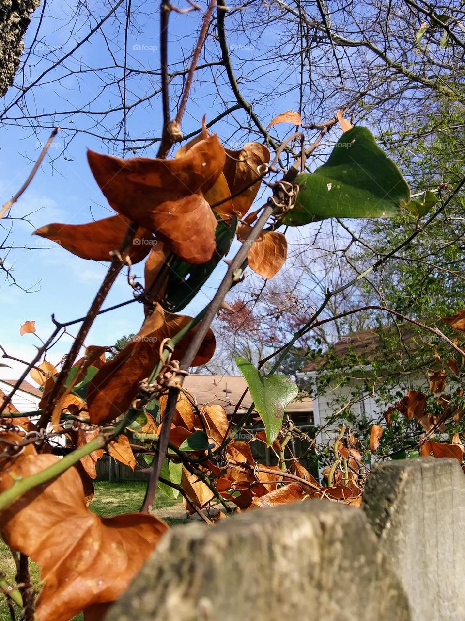 dry leaves on a vine