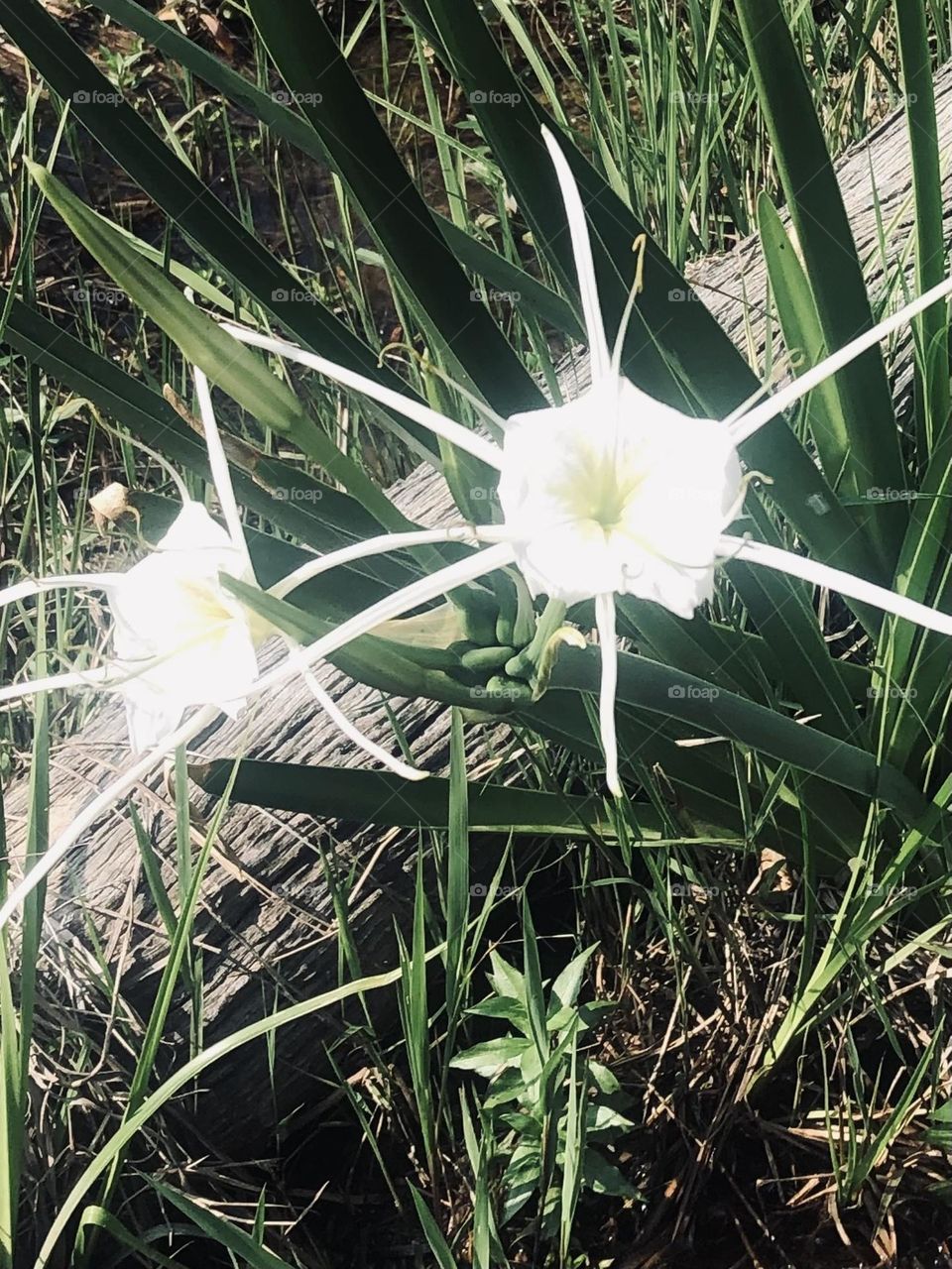 Spider Lily’s are growing in a ditch off the main road to the ranch. Had to go get my better half’s boots to walk in the 3 inches of water that they grow in, and be on the lookout for snakes!