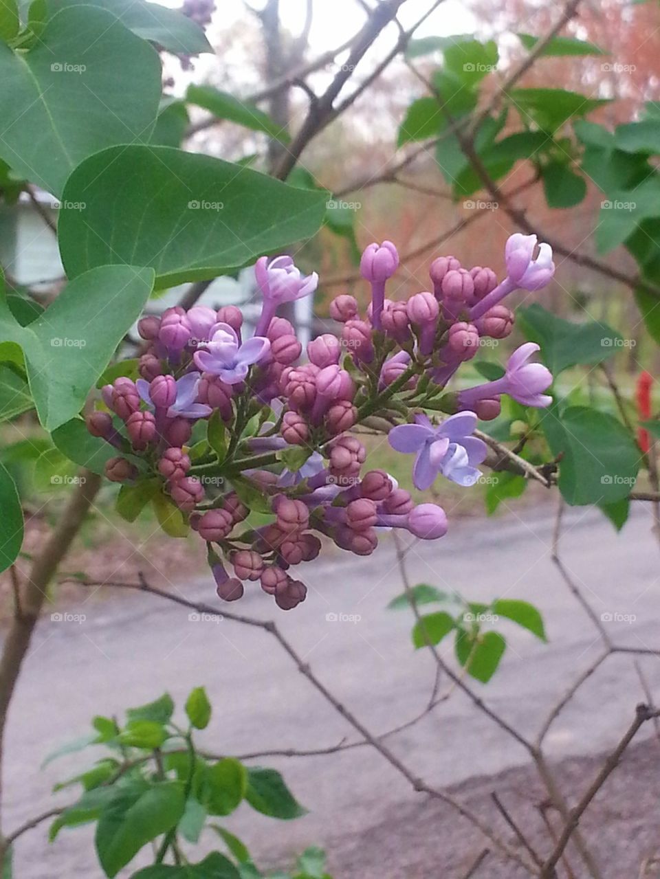 Spring Lilacs