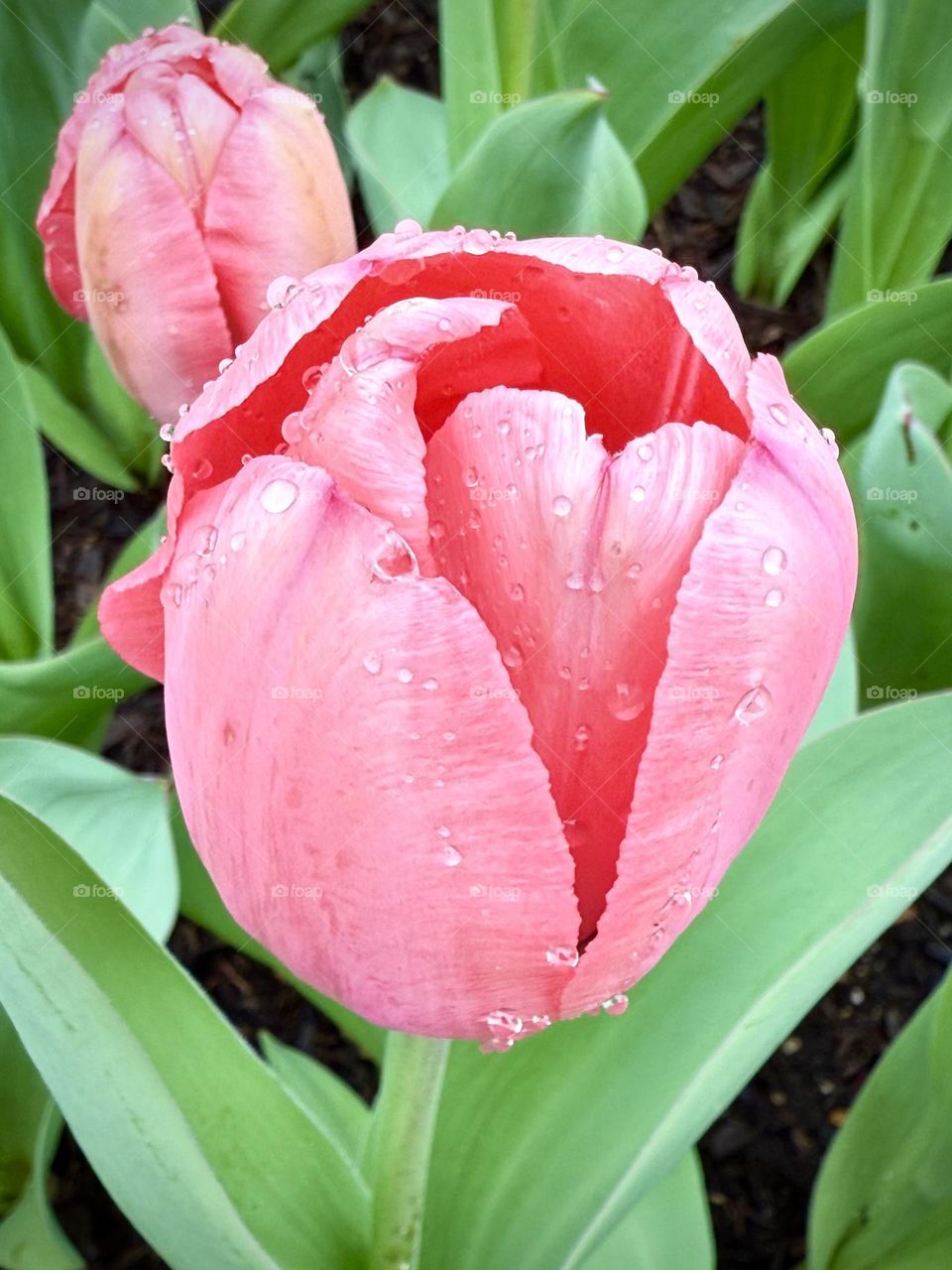 A closeup of a beautiful spring tulip with dew