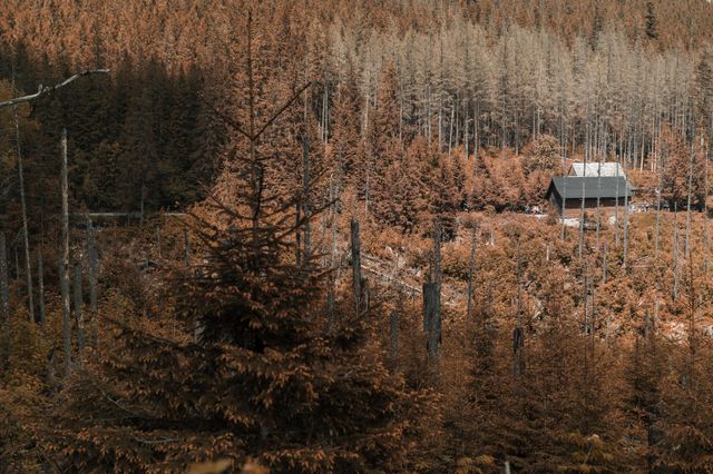 A Forest Of Brown Trees With A Roof Peaking