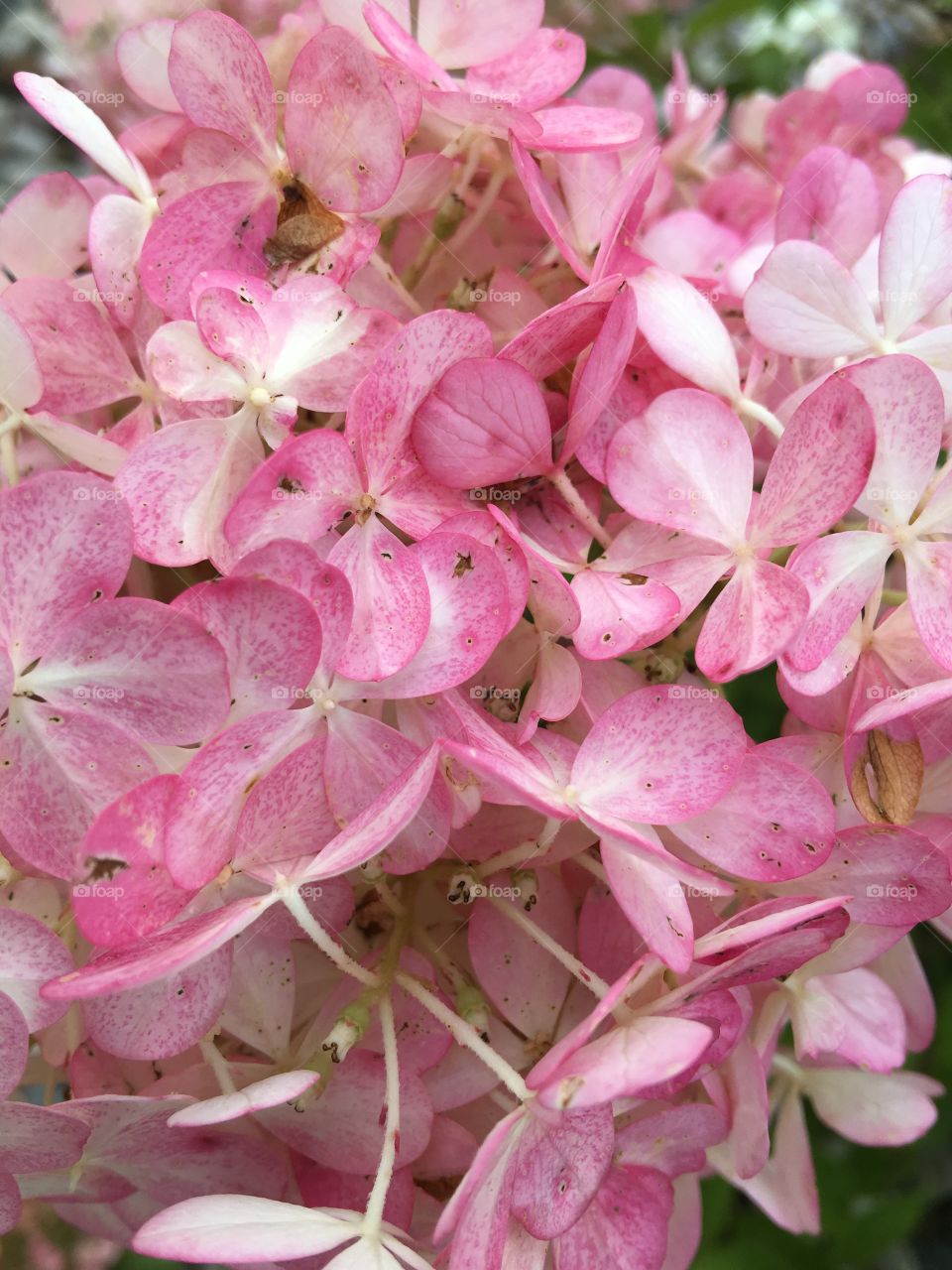 Pink Hydrangea Closeup 