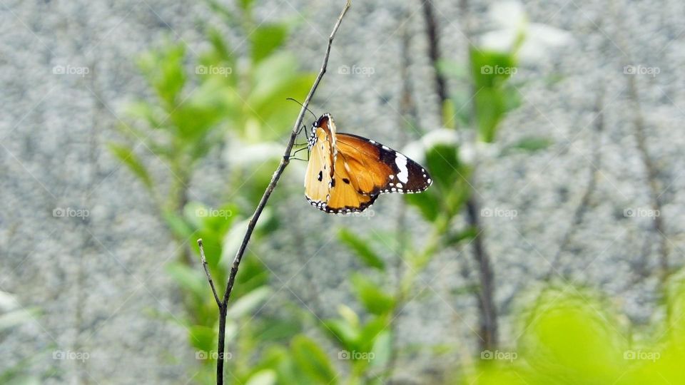 Beautiful and colourful butterfly