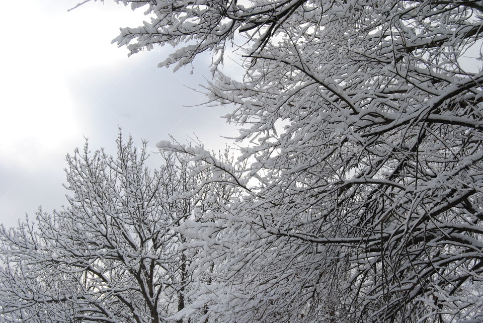View of snowy branch in forest
