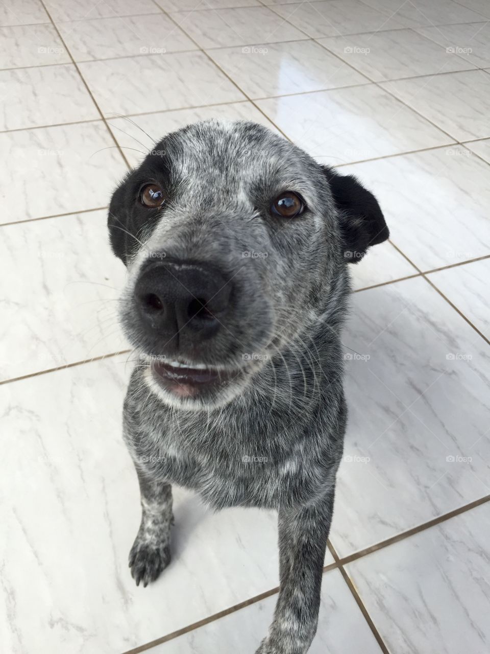 Kira. Heeler dog. 