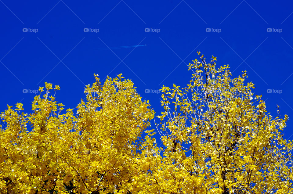 Low angle view of tree tops with yellow leaves against clear sky in Berlin, Germany.