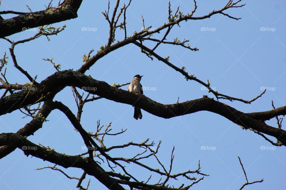 birds bask in the early morning