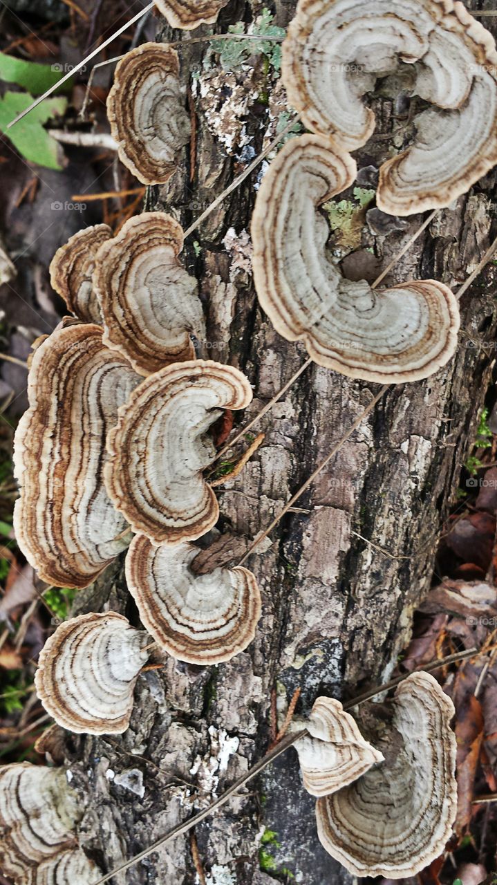 Mushroom. Turkey Tail