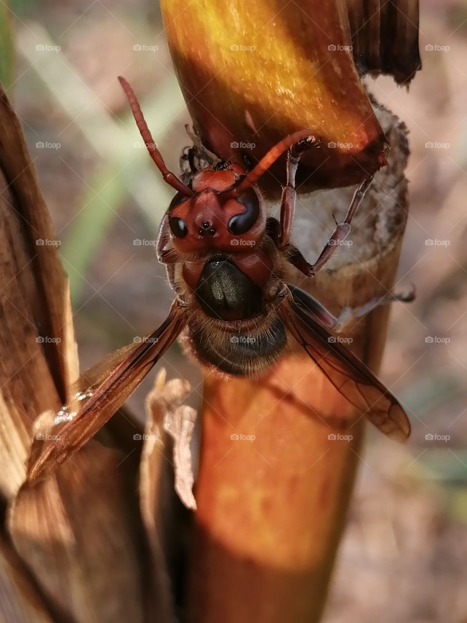 wasp, or German yellowjacket is a species of wasp found in much of the Northern Hemisphere, native to Europe, Northern Africa, and temperate Asia.