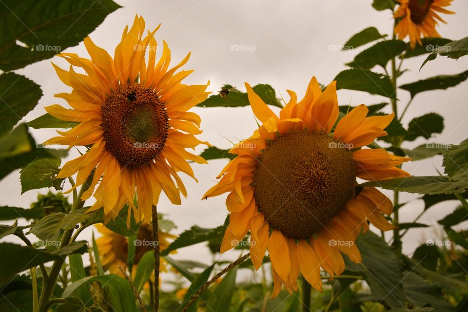 Sunflower