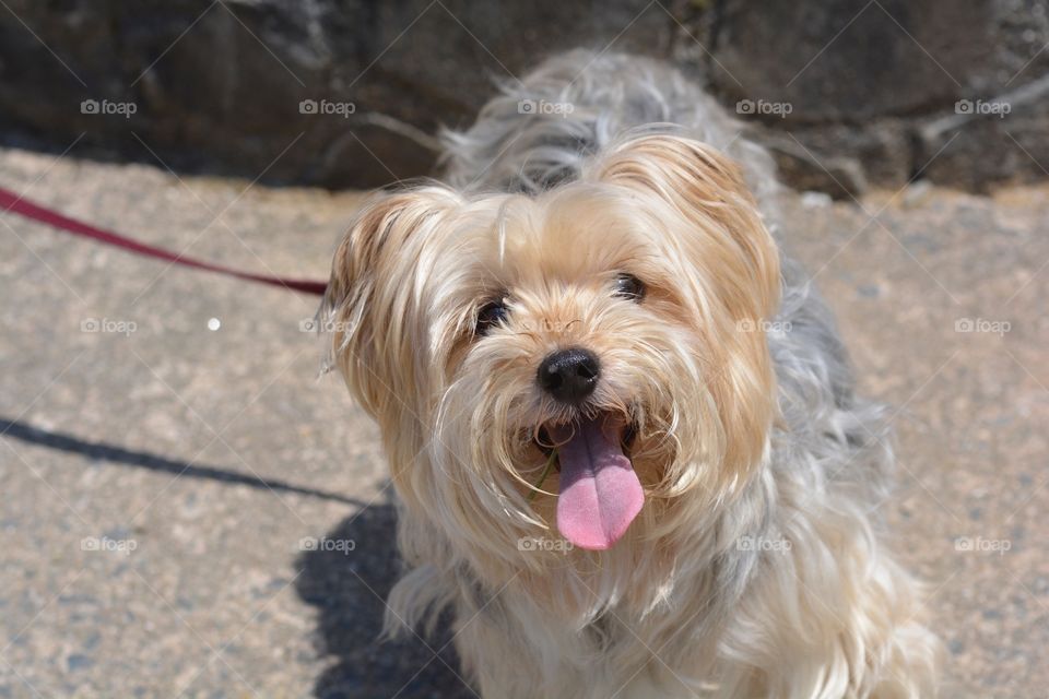 Another Nice Picture Of Bailey
