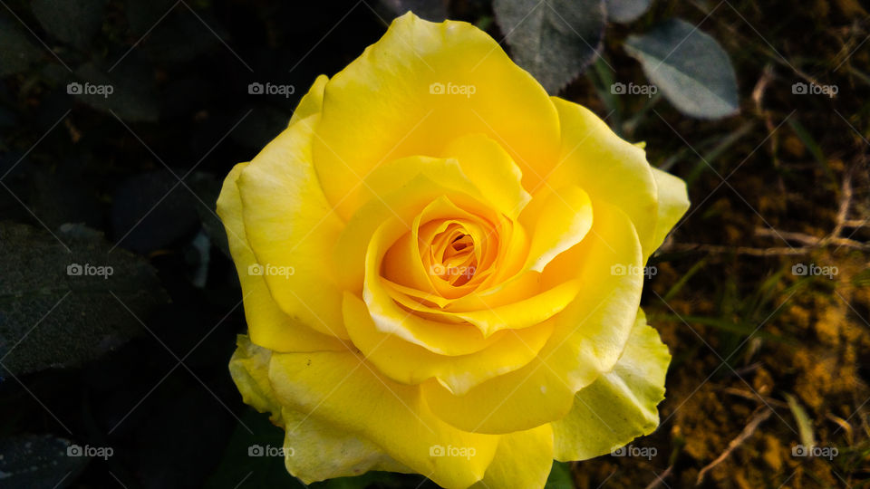 Yellow rose with beautiful natural background