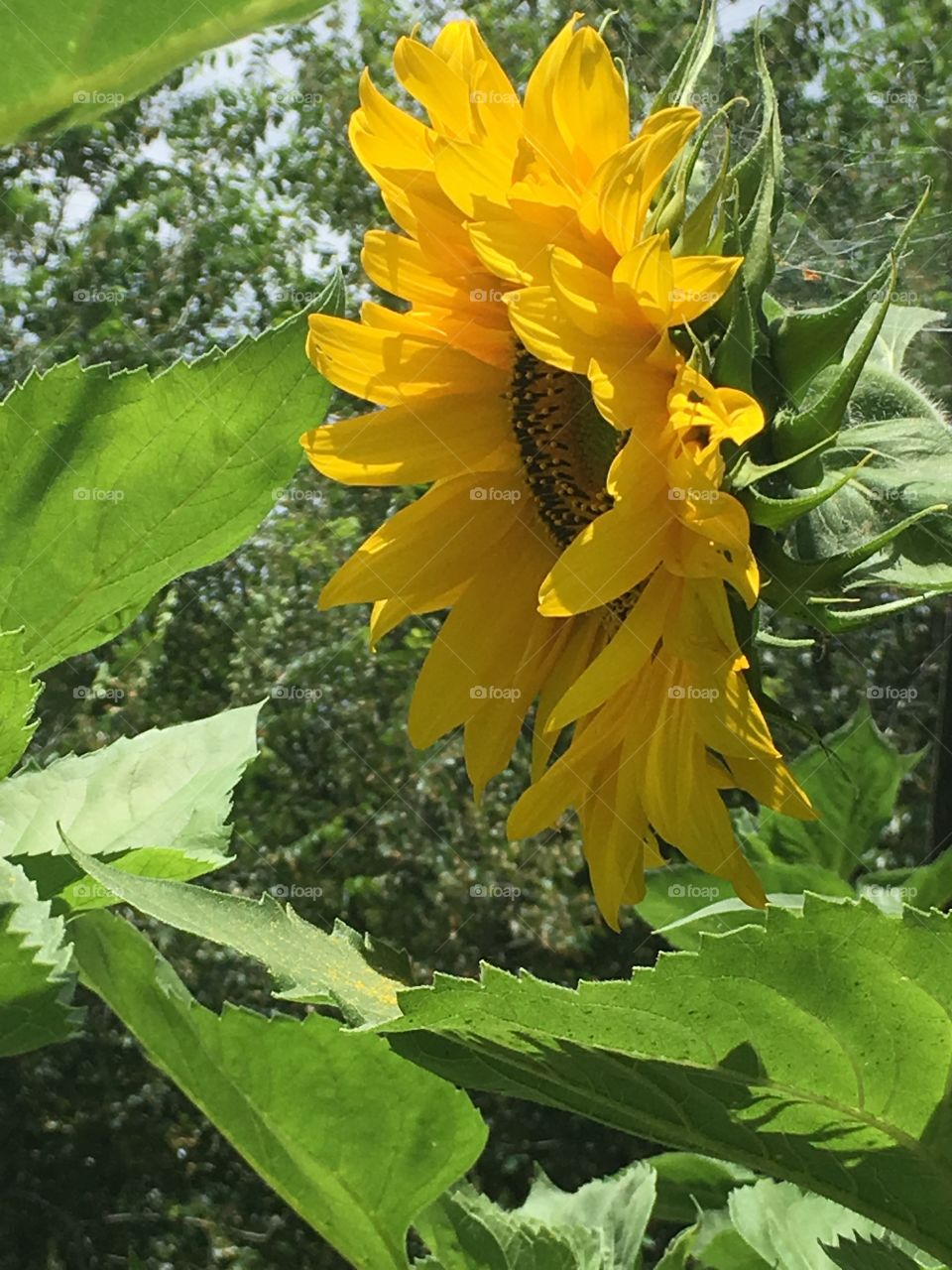 Sunflower 