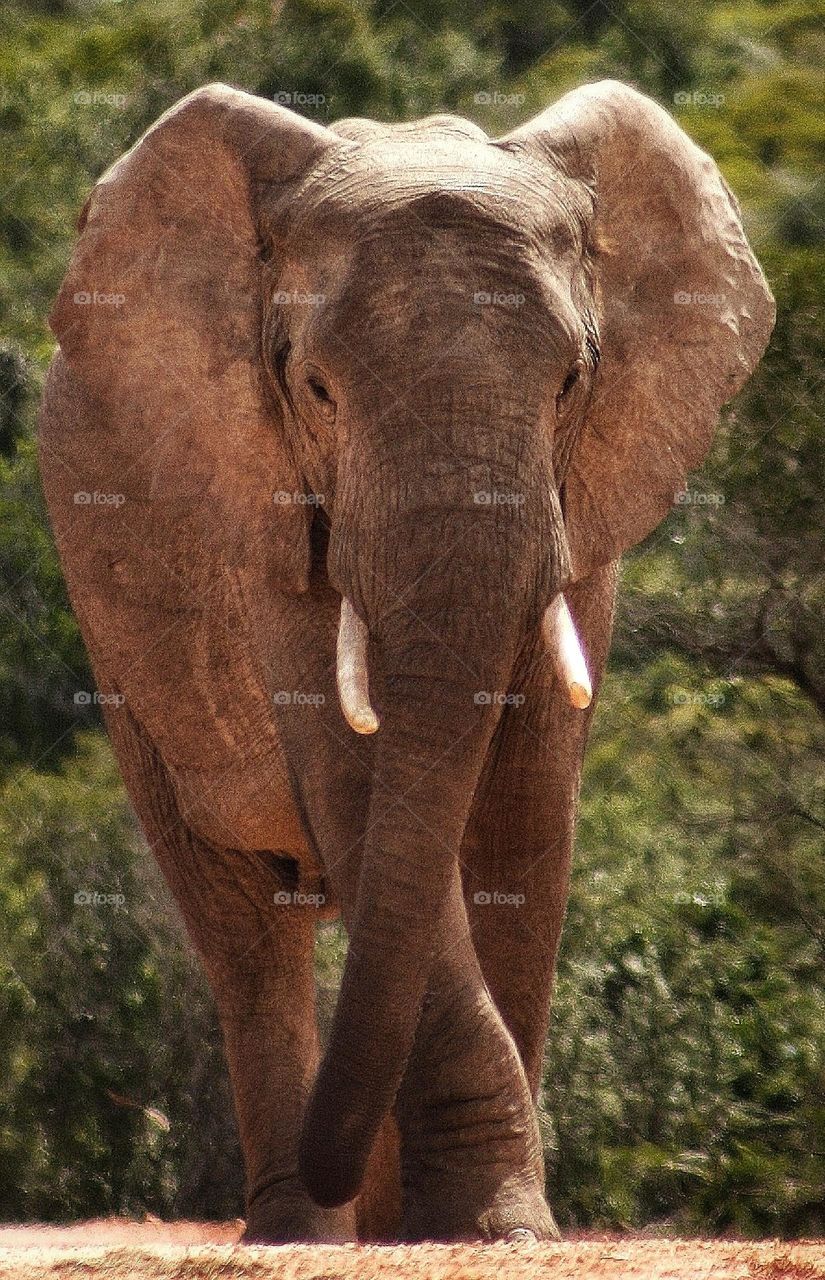 beautiful Elephant. big boy coming my way.