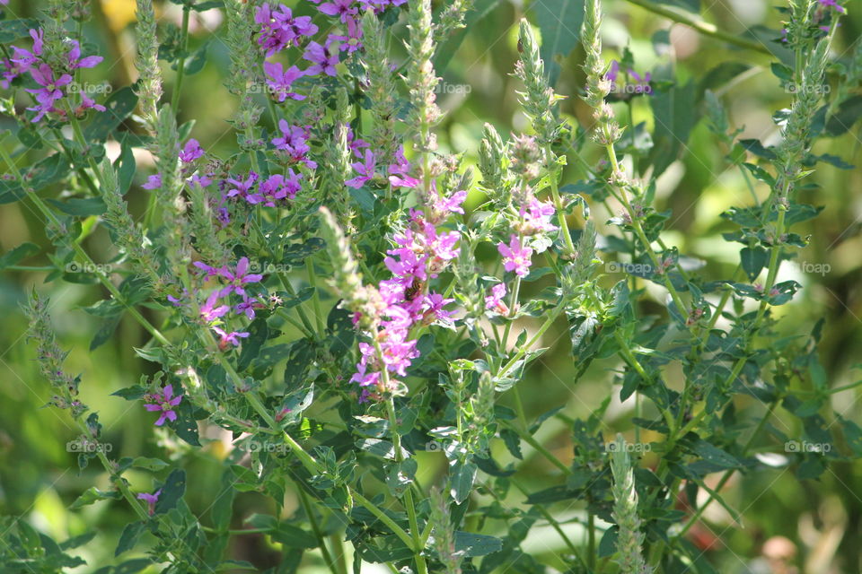 Nature, No Person, Summer, Flower, Flora