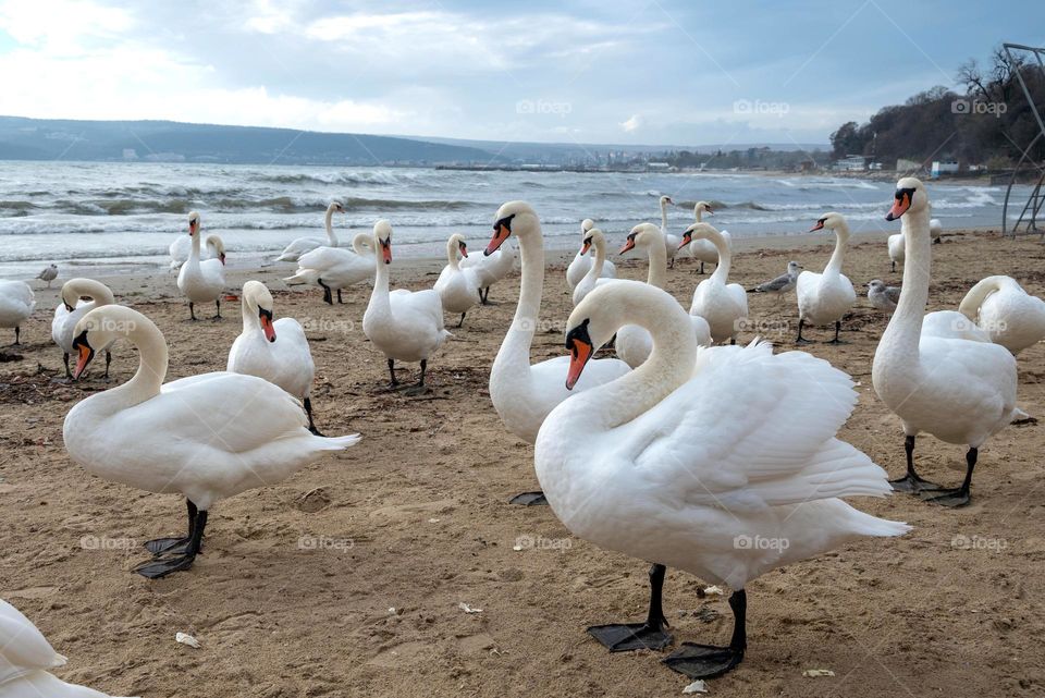 Swans on the beach