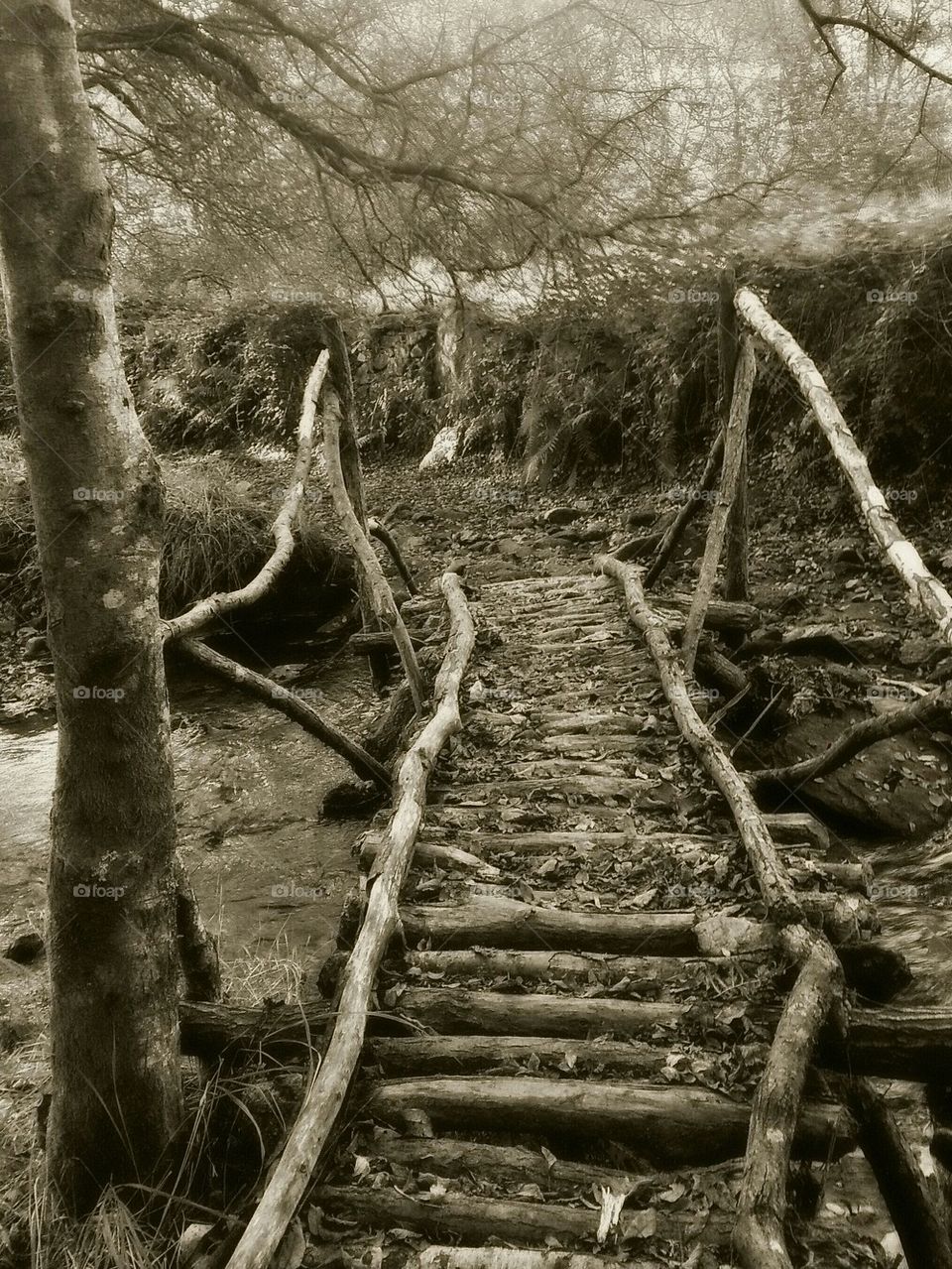 Wooden Bridge