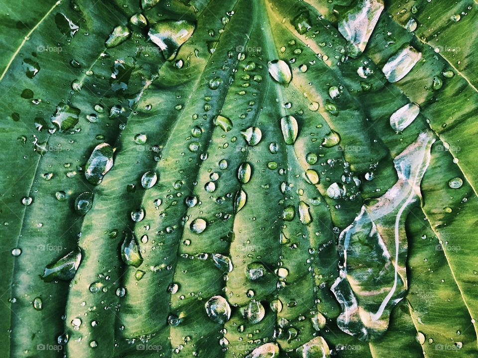 Green leaves and rain drops.Macro photo