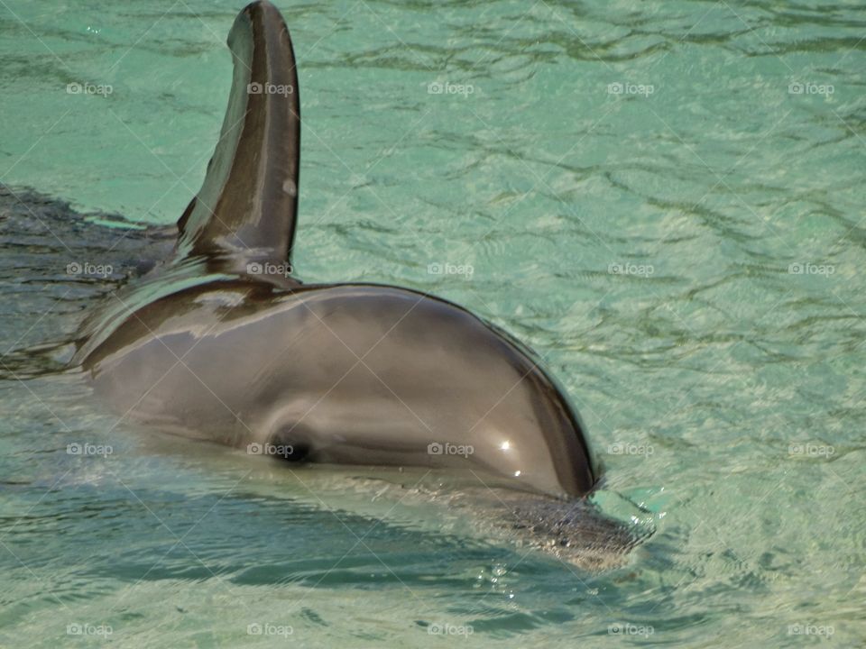Friendly Bottlenose Dolphin
