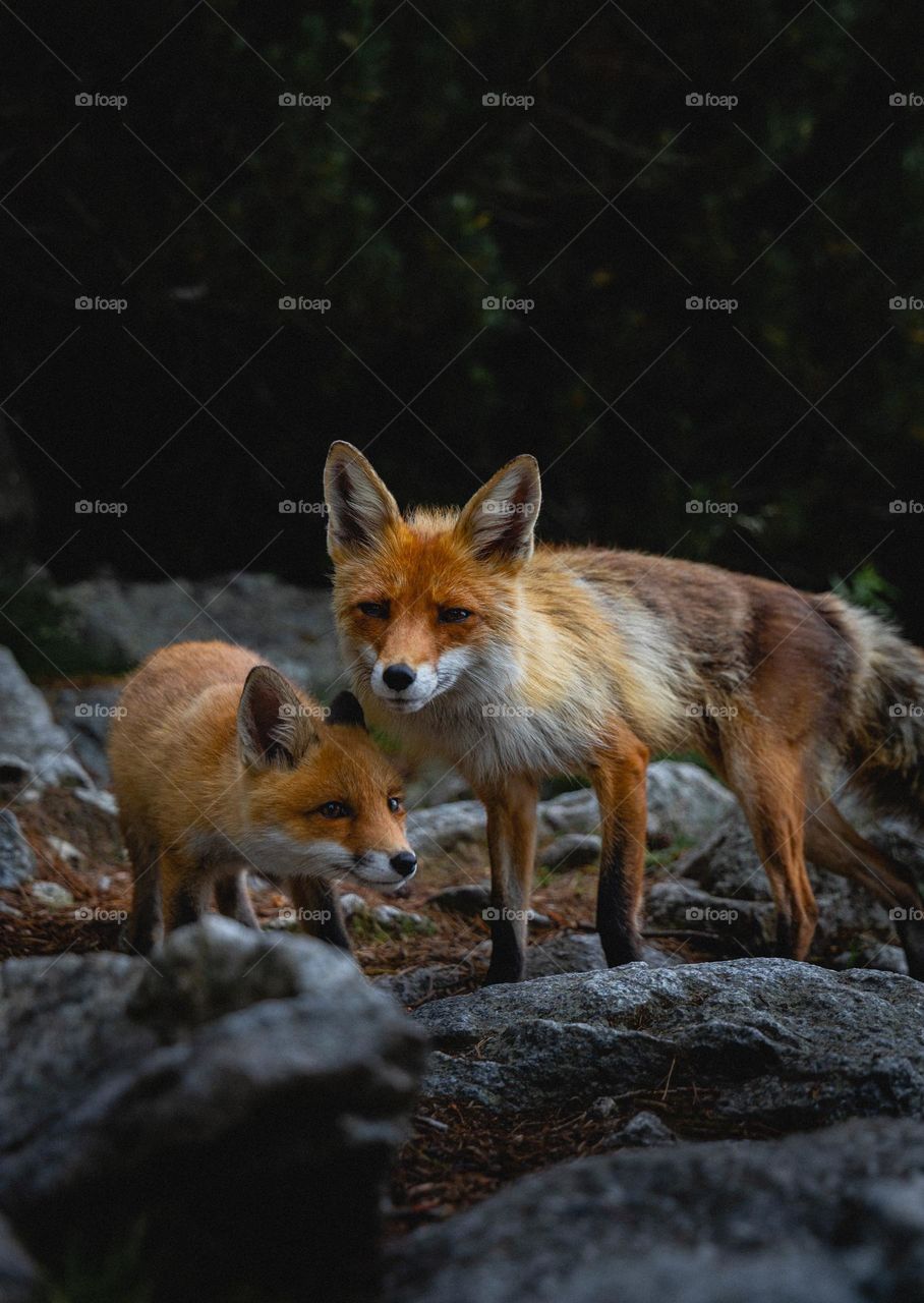 Foxes