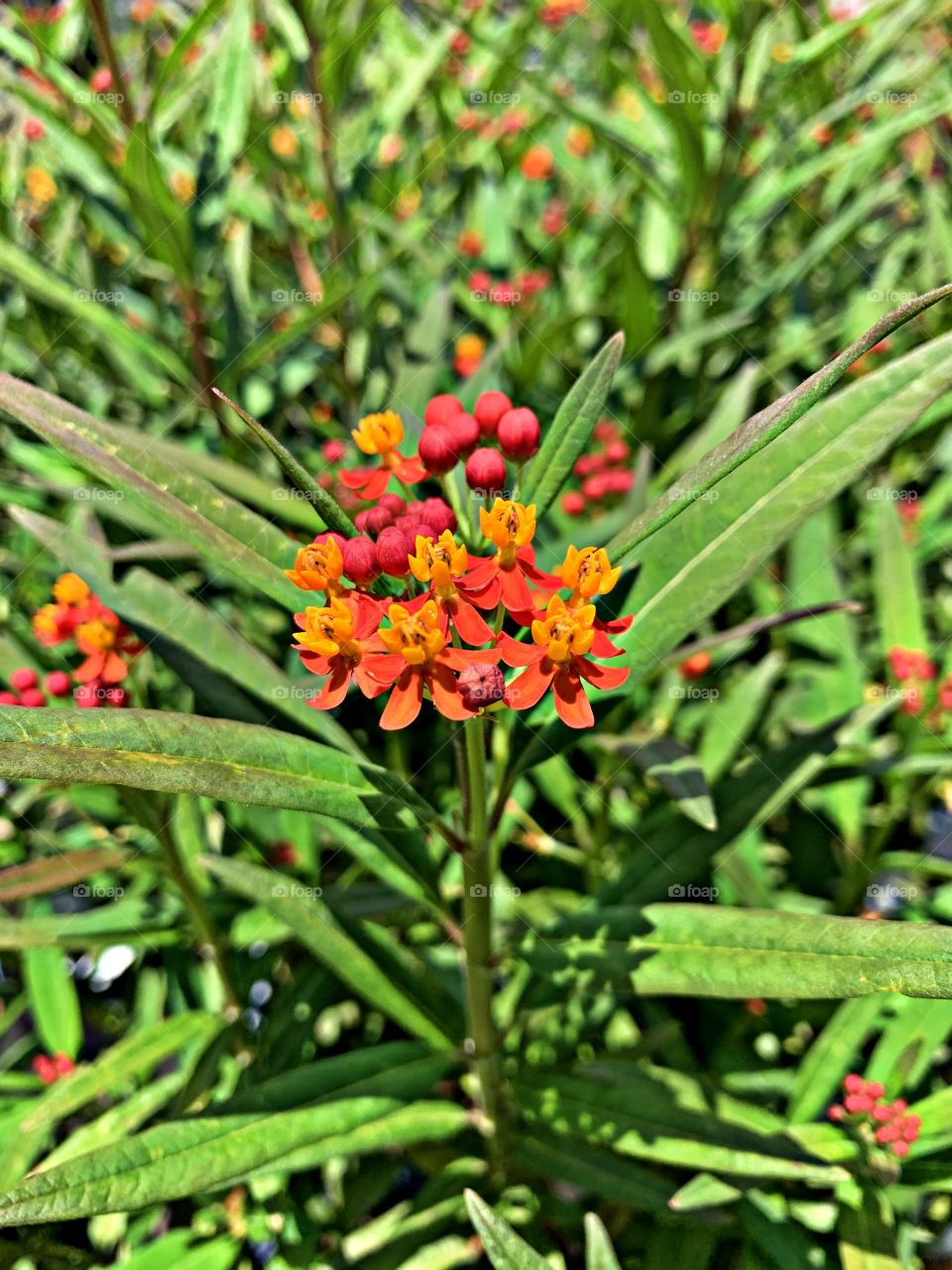 Plants around us - A brilliant, multicolored Swamp Milkweed plan is flourishing in the sun