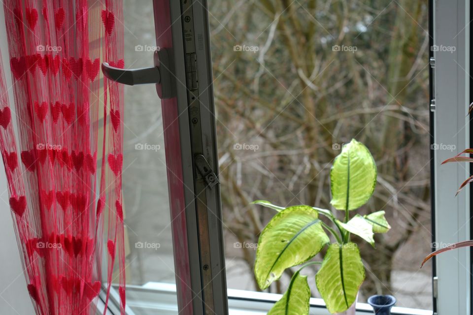 Window, Leaf, No Person, Outdoors, Nature