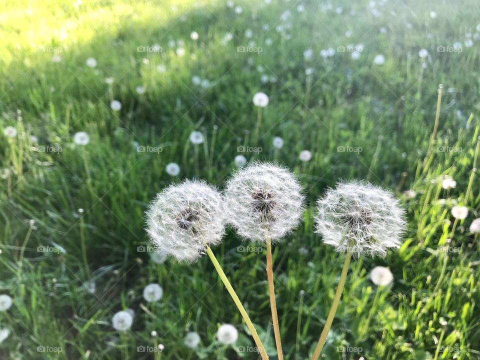 Dandelions