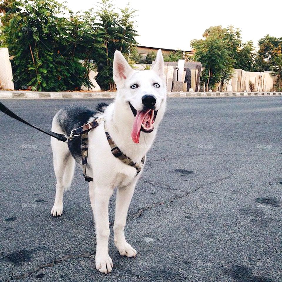 Husky dog standing on road