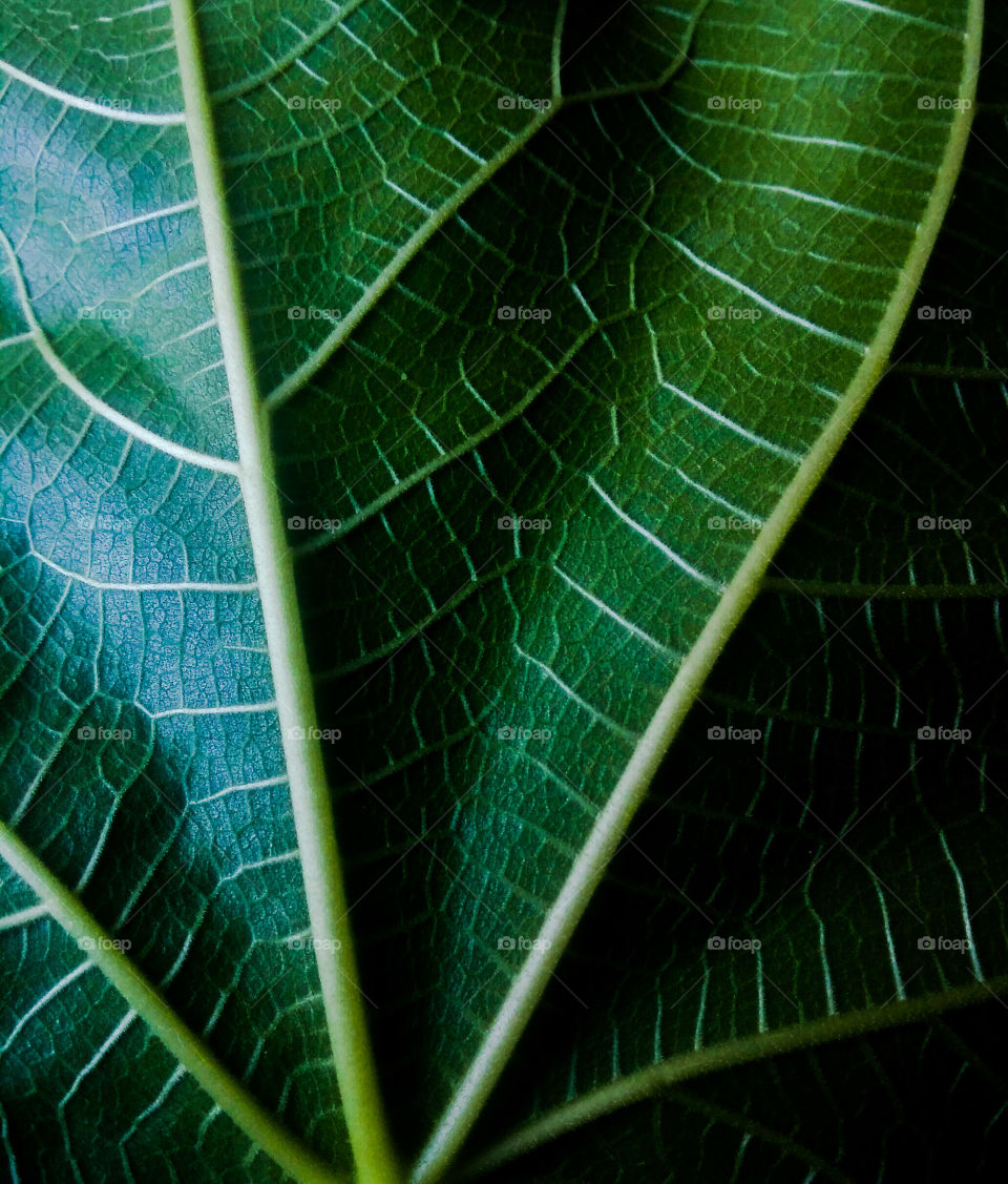 Macro shot of a leaf