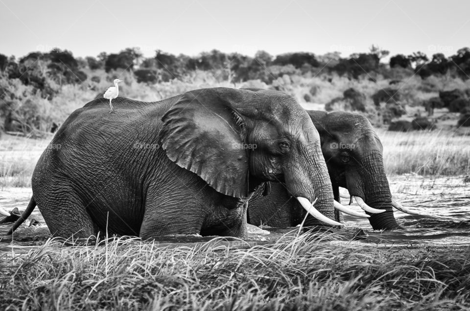 Wild animals - black and white image of elephants feeding in the river with bird on it's back. Image from Africa.