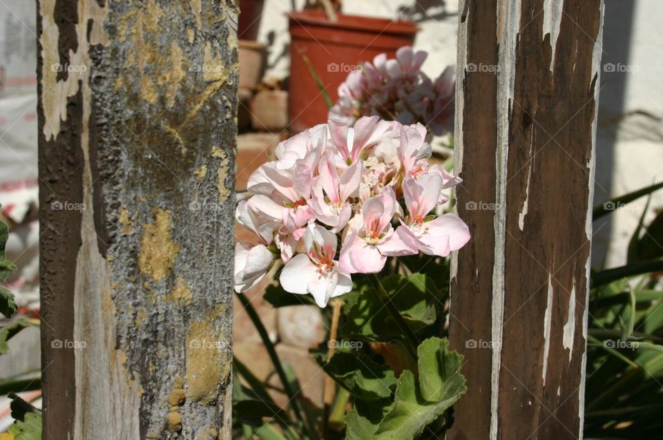 Pink flower between wooden fence