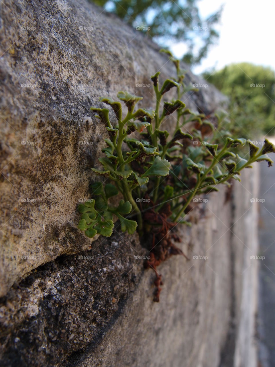 The historic fortified York Wall made of massive stone and a nice walkway surround the older parts of the city. 