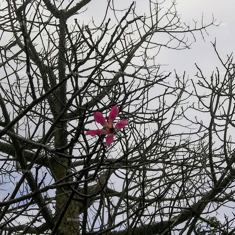 The last flower of the season on a silk floss tree.