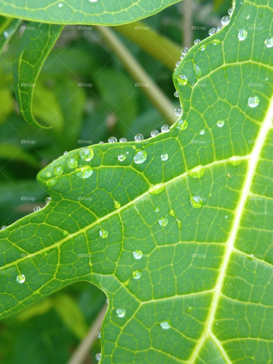 drops at leaf